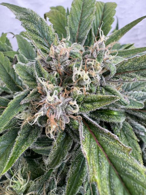 Sweet Crust 🥧. Week 8
