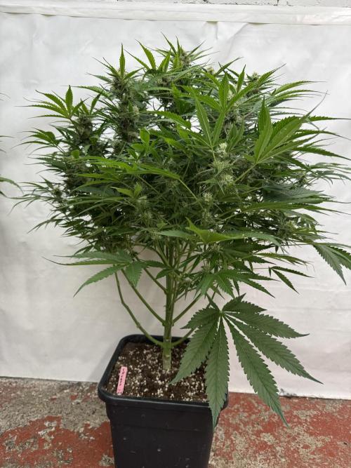 Five Dollar Shake 🍒. Week 8