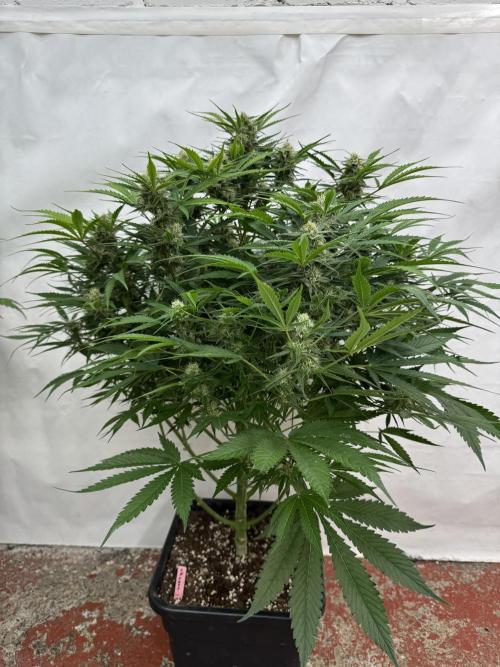 Five Dollar Shake 🍒. Week 8