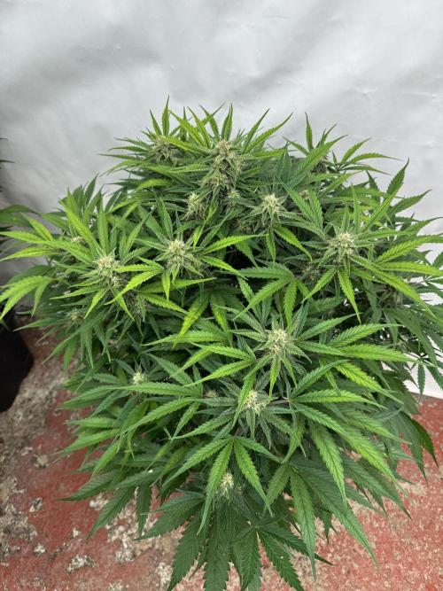 Five Dollar Shake 🍒. Week 8