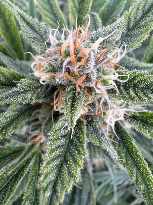 Five Dollar Shake 🍒. Week 8