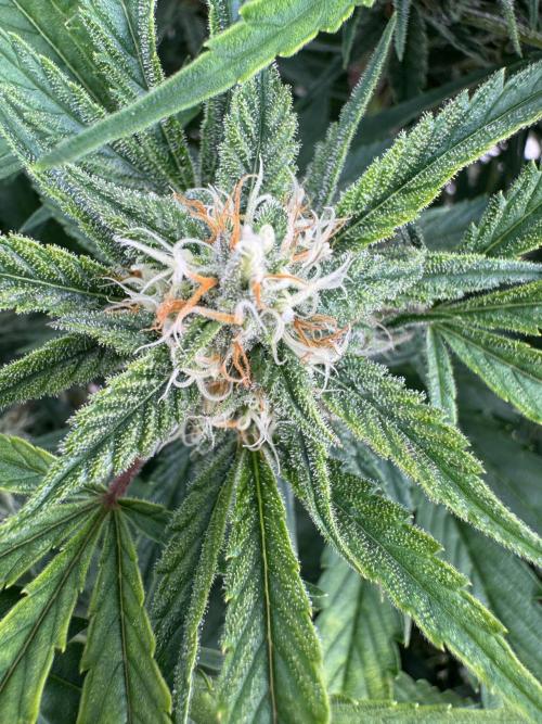 Five Dollar Shake 🍒. Week 8