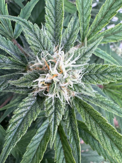 Five Dollar Shake 🍒. Week 8