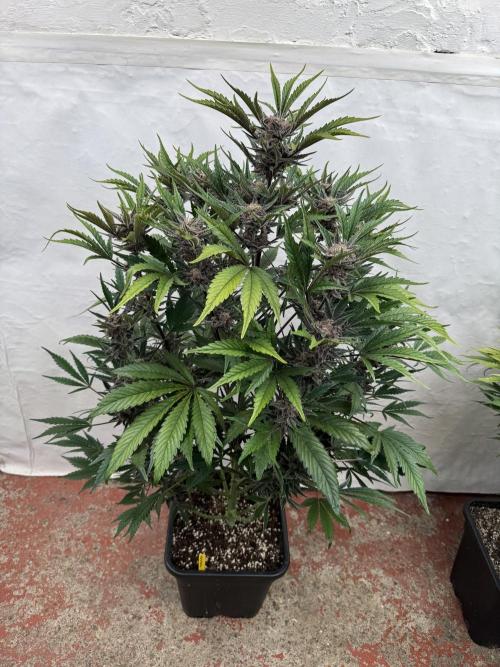 Cherish the Cherry Cola. Week 8