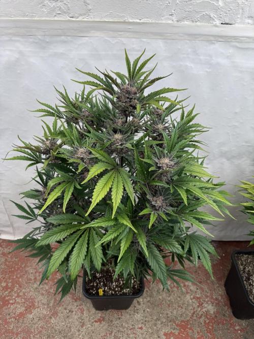 Cherish the Cherry Cola. Week 8