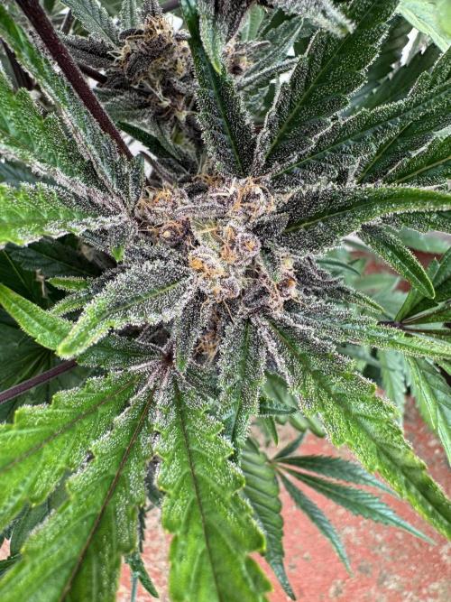 Cherish the Cherry Cola. Week 8