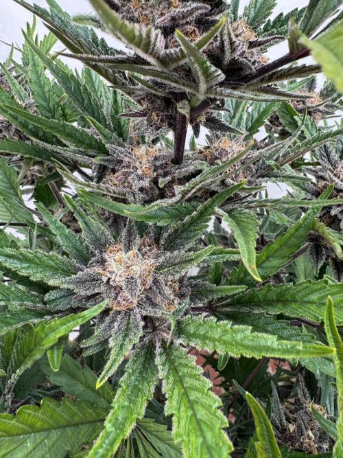 Cherish the Cherry Cola. Week 8