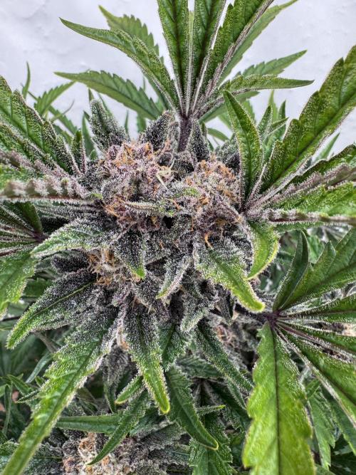 Cherish the Cherry Cola. Week 8