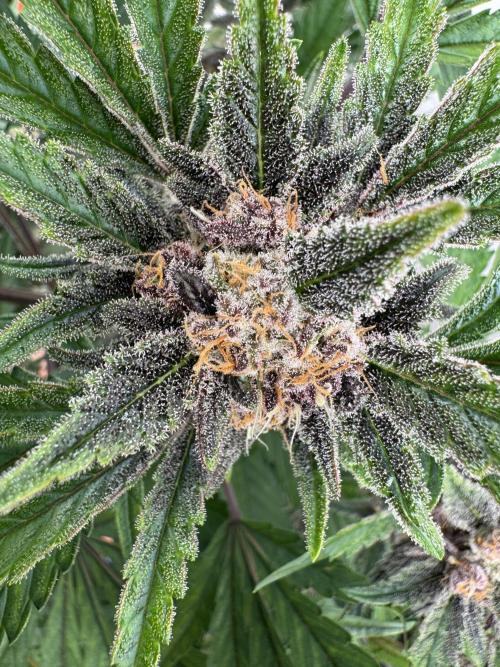 Cherish the Cherry Cola. Week 8