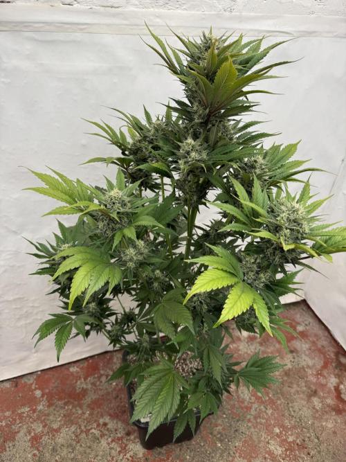 Bottle Bottoms ♻️. Week 8