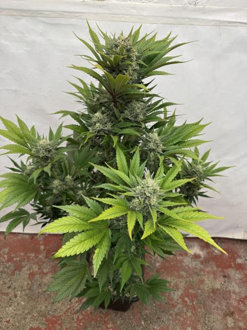 Bottle Bottoms ♻️. Week 8