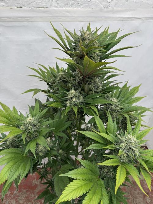 Bottle Bottoms ♻️. Week 8