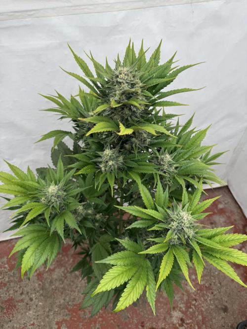 Bottle Bottoms ♻️. Week 8