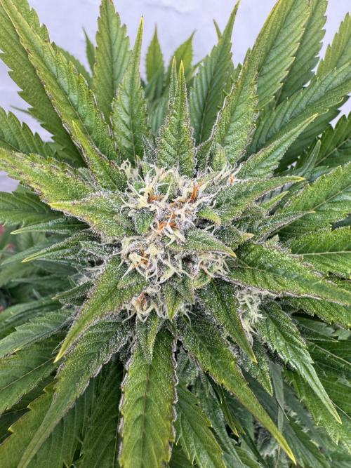 Bottle Bottoms ♻️. Week 8