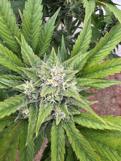 Bottle Bottoms ♻️. Week 8