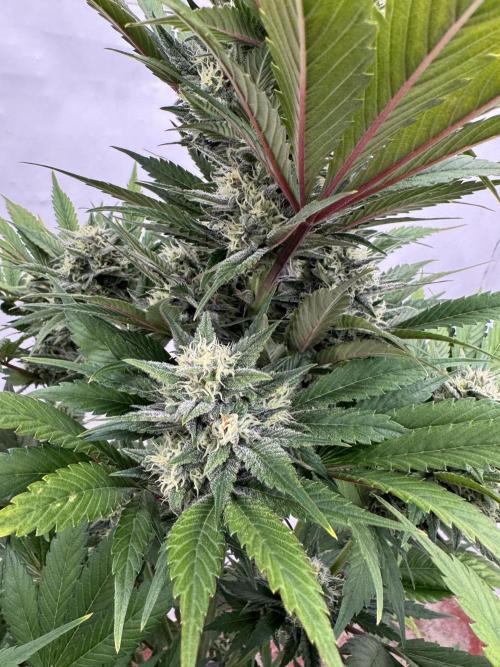 Bottle Bottoms ♻️. Week 8