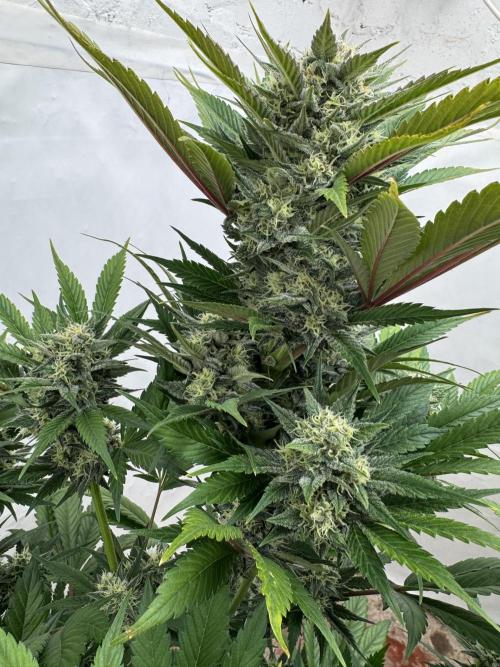 Bottle Bottoms ♻️. Week 8