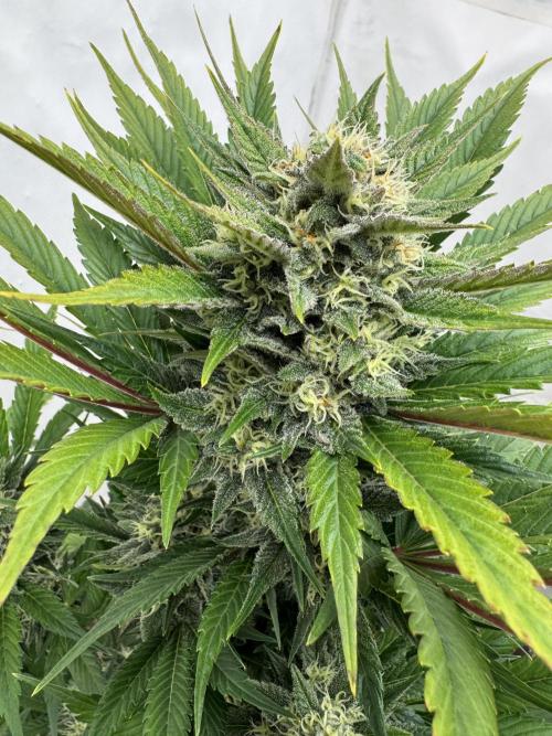 Bottle Bottoms ♻️. Week 8