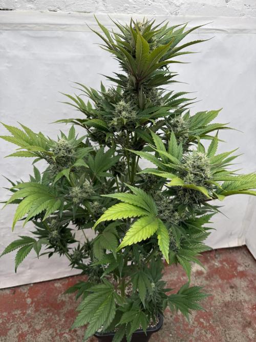 Bottle Bottoms ♻️. Week 8