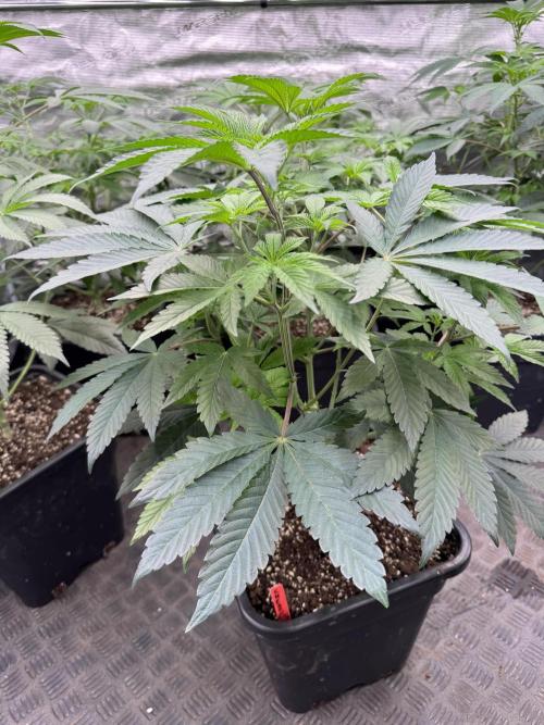 Acai x Black Cherry Funk. Week 8