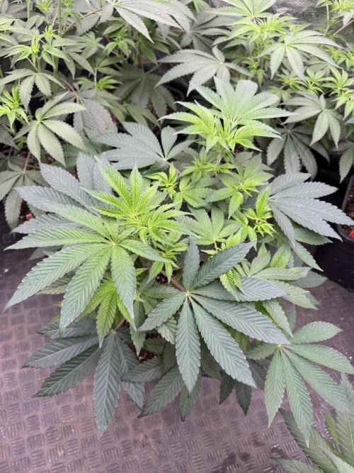 Acai x Black Cherry Funk. Week 8