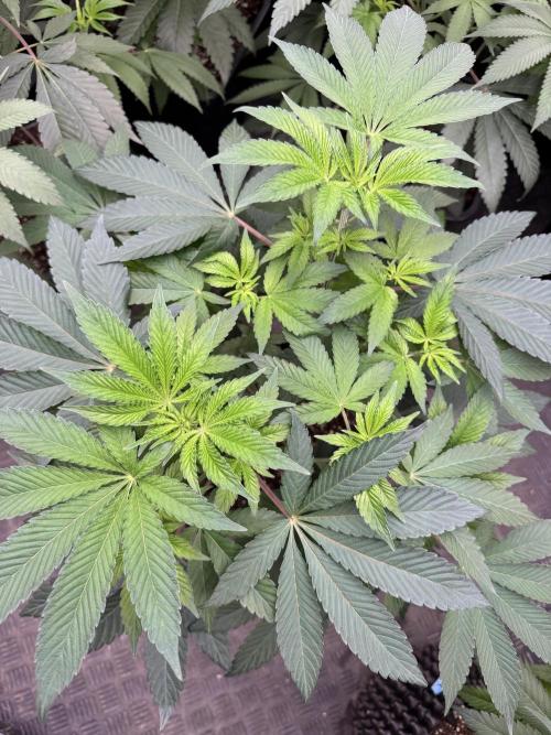 Acai x Black Cherry Funk. Week 8