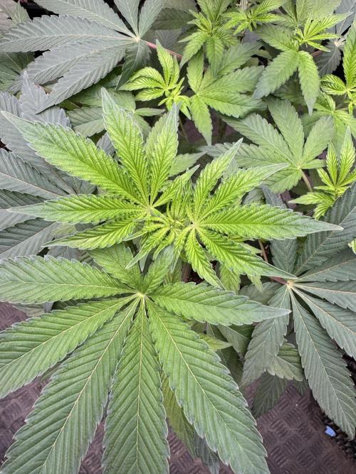 Acai x Black Cherry Funk. Week 8