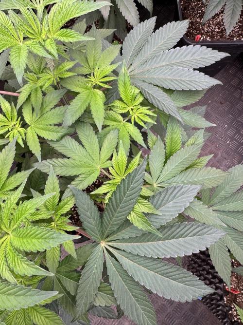 Acai x Black Cherry Funk. Week 8