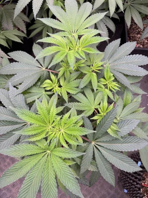 Acai x Black Cherry Funk. Week 8