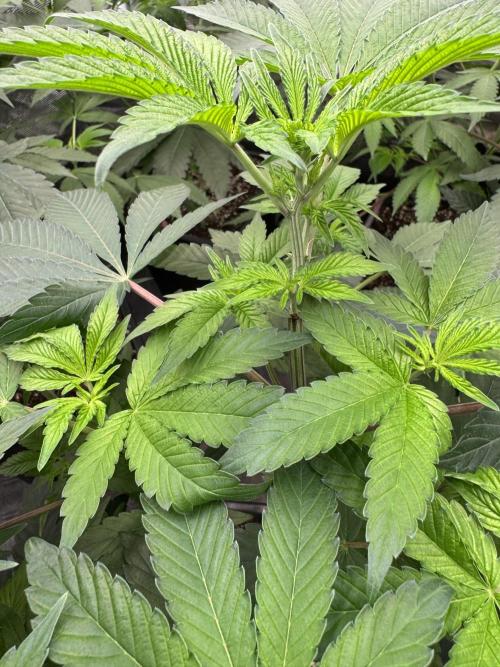 Acai x Black Cherry Funk. Week 8