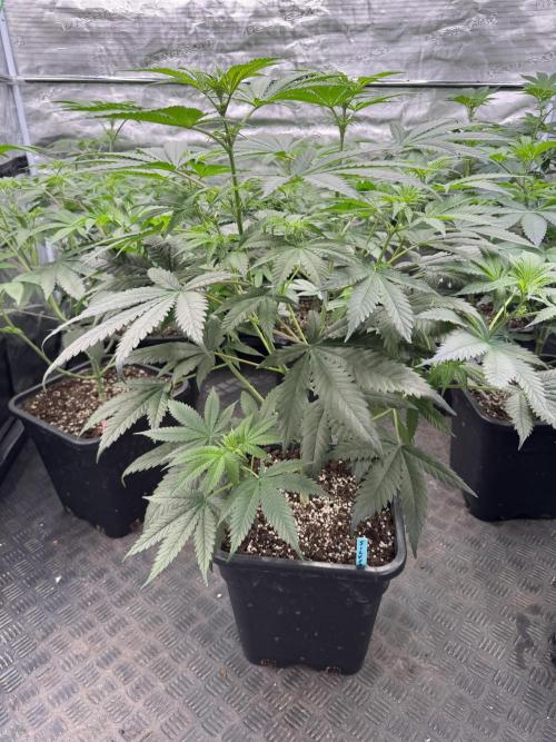 Old School 😶‍🌫️. Week 8