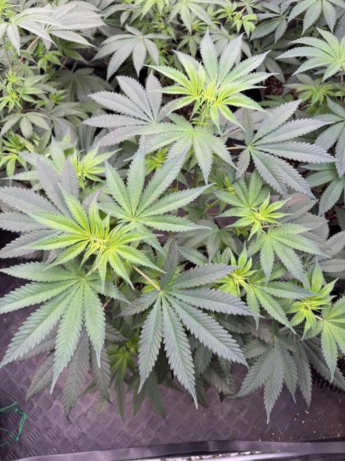 Old School 😶‍🌫️. Week 8