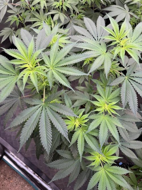 Old School 😶‍🌫️. Week 8