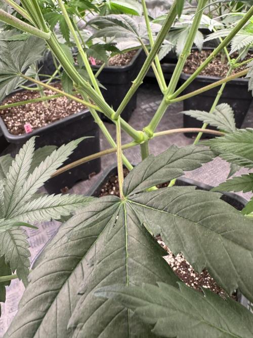 Old School 😶‍🌫️. Week 8