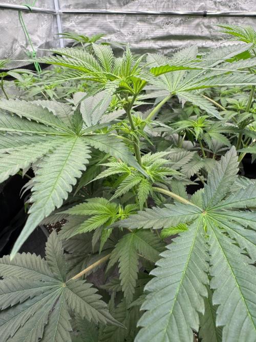 Old School 😶‍🌫️. Week 8