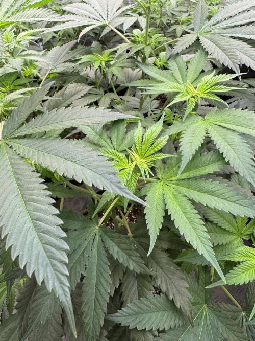 Old School 😶‍🌫️. Week 8