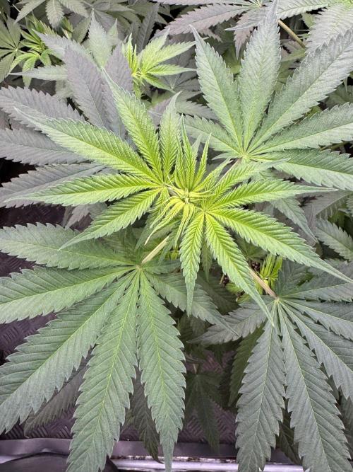 Old School 😶‍🌫️. Week 8