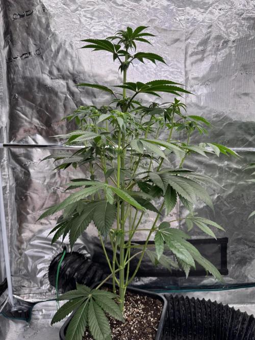 Gas Station ⛽️. Week 8