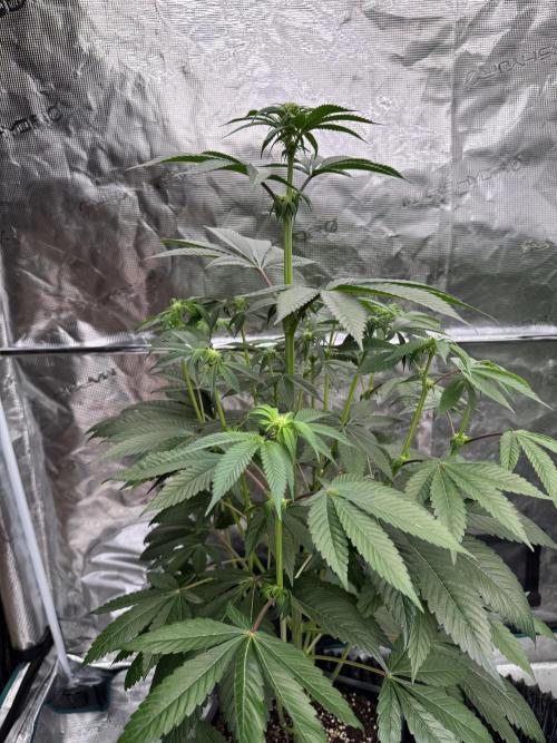 Gas Station ⛽️. Week 8