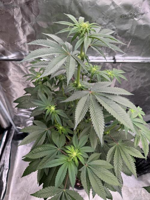 Gas Station ⛽️. Week 8