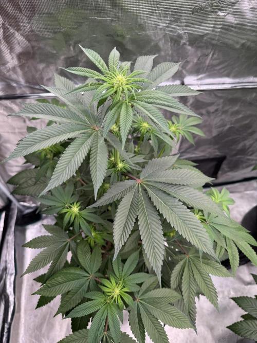 Gas Station ⛽️. Week 8