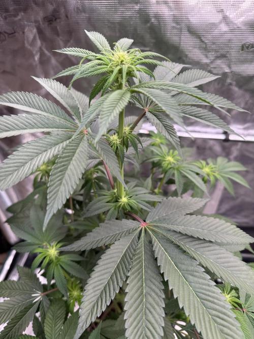 Gas Station ⛽️. Week 8