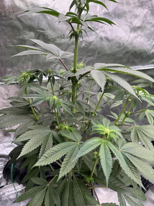 Gas Station ⛽️. Week 8