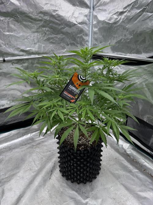 Sherbet Season 🌈. Week 8