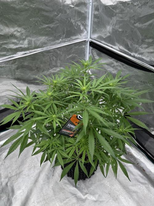 Sherbet Season 🌈. Week 8