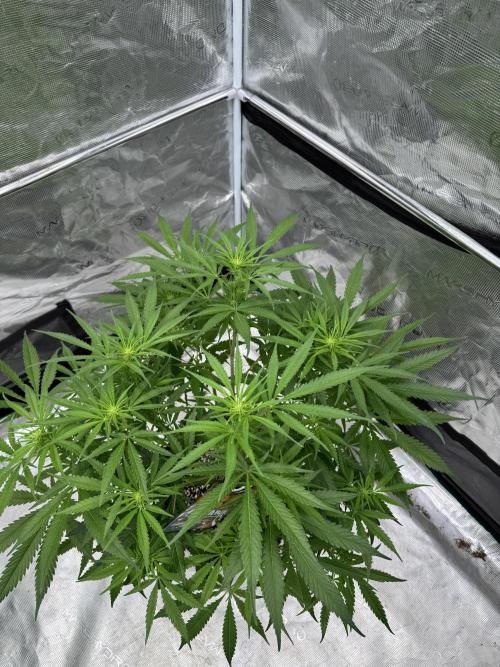 Sherbet Season 🌈. Week 8