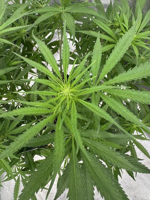 Sherbet Season 🌈. Week 8