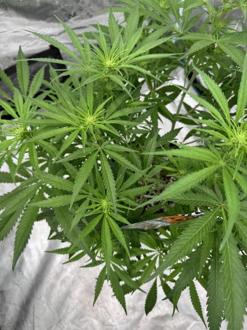 Sherbet Season 🌈. Week 8