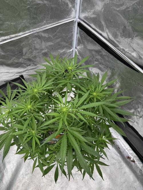 Sherbet Season 🌈. Week 8