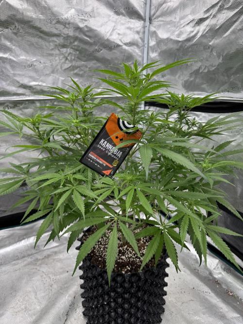 Sherbet Season 🌈. Week 8